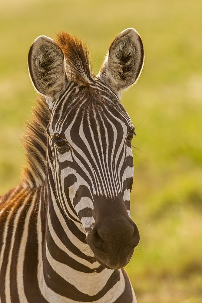 Africa-Tanzania-Serengeti National Park Close-up of young plains zebra  art print by Jaynes Gallery for $57.95 CAD